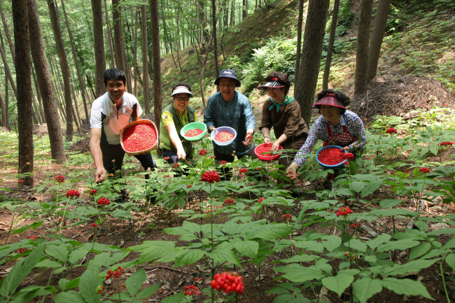 산양삼(2)