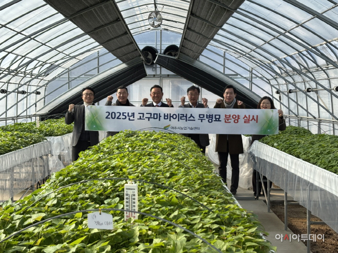 여주시 2025년 고구마 바이러스 무병묘 첫 분양 실시