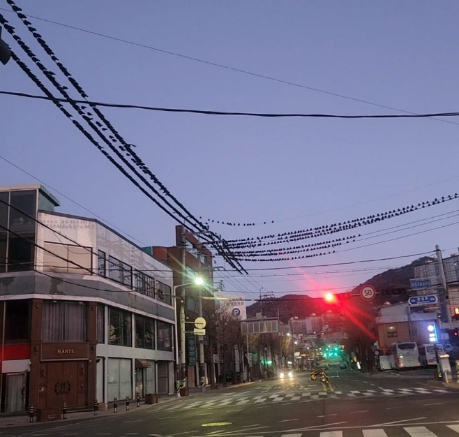 까마귀떼