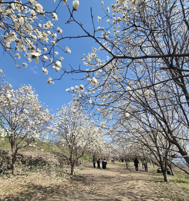 3.6(김해시민의 숲 봄의 시작을 알리는 목련꽃의 향연)2