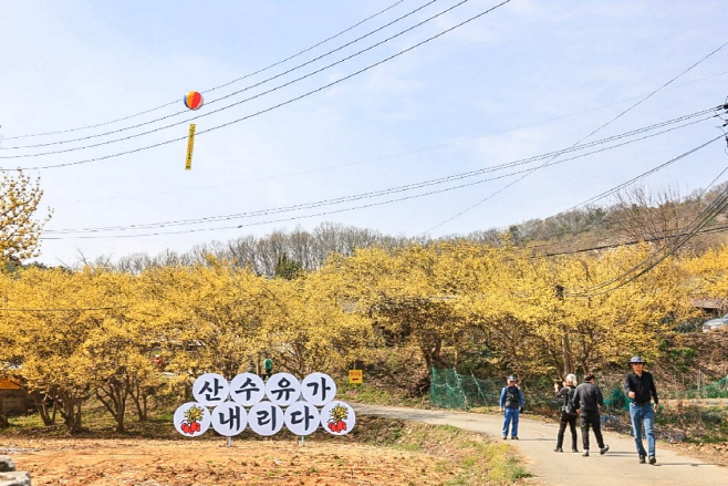 양평산수유마을