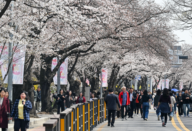 여의도 봄꽃축제 교통통제 연장