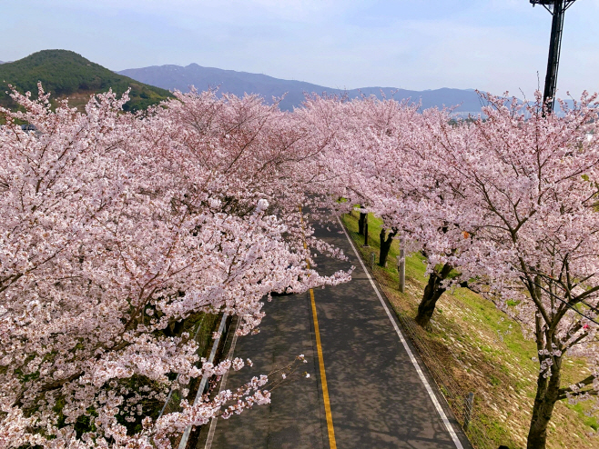 4.양산황산공원물금벚꽃축제