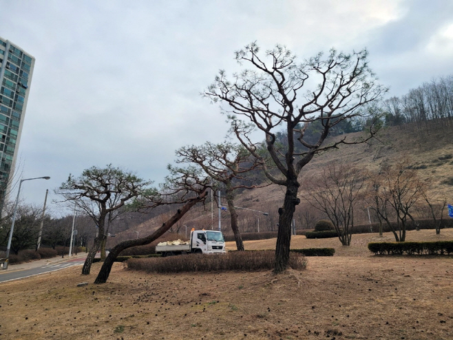 1.녹지산림과(의정부시, ‘의정부럽(Love) 도시숲 프로젝트’로 녹색도시 혁신)9-소나무전지 후