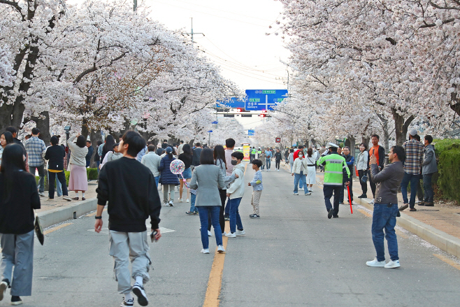 벚꽃축제