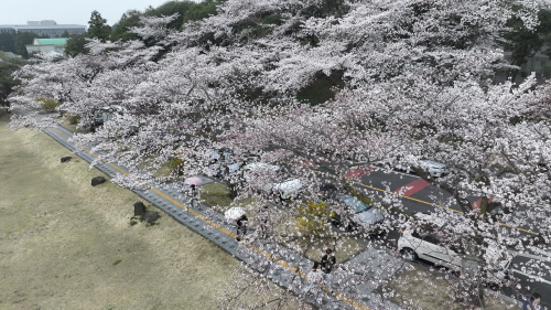단비 내리는 제주<YONHAP NO-4000>