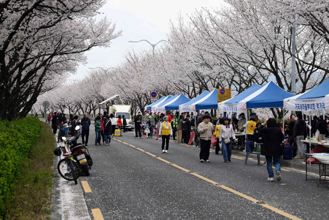 20250405-2025년 가곡동 벚꽃길 축제 및 동민노래자랑 개최(2)
