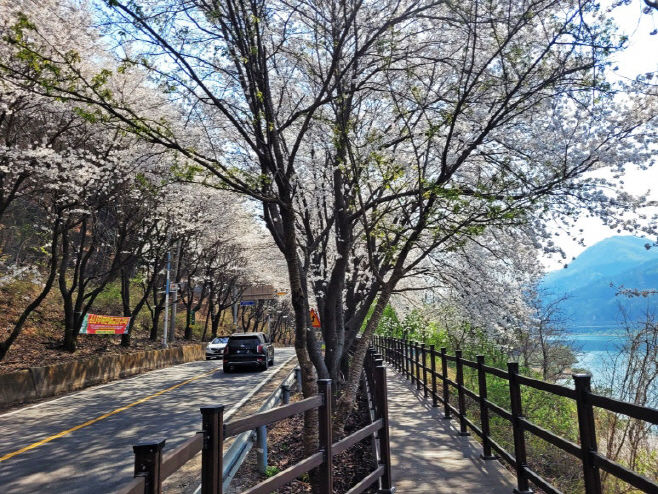 가평군 삼회리 벚꽃 드라이브 코스