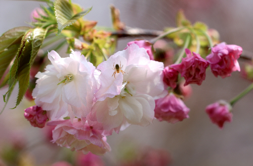 부산 민주공원, 겹벚꽃 개화 시작<YONHAP NO-5288>