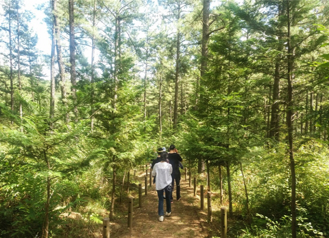 백운산둘레길 제1코스 ‘천년의 숲길’
