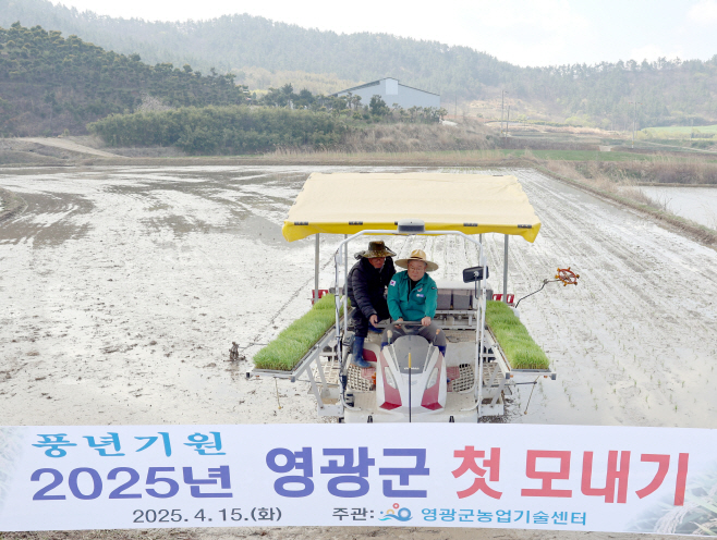 모내기