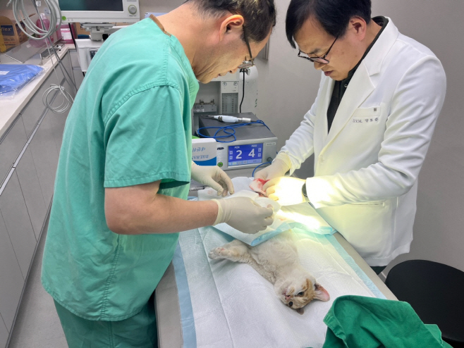 반려동물 공공진료