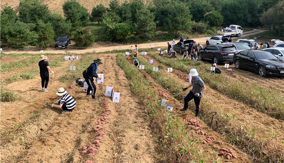 04-17 마이산골 정보화마을 호박고구마 체험 텃밭 분양 시작