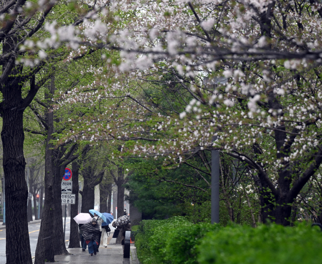 [포토]강한 비바람에 벚꽃도 날리고 우산도 날리고
