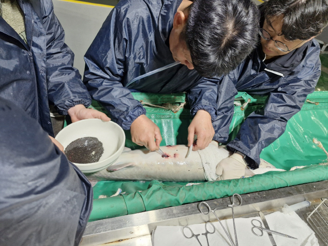 충남 새바람 부는 철갑상어 양식 ‘앞장’
