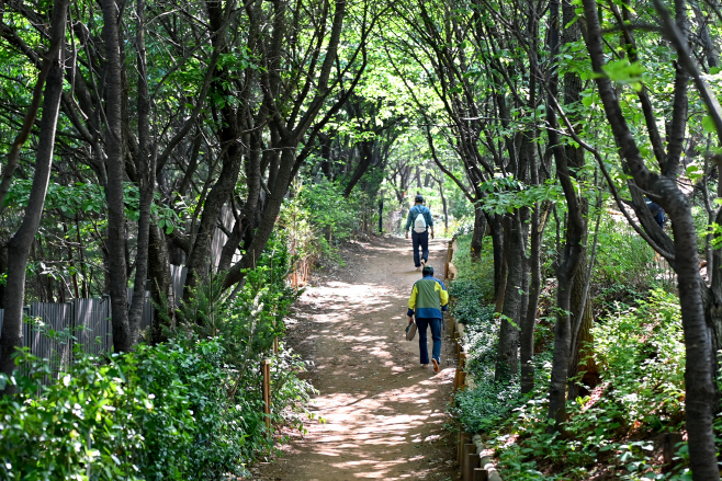 서대문구 백련산 능선 등산로 2km 구간 '맨발길' 새 단장1