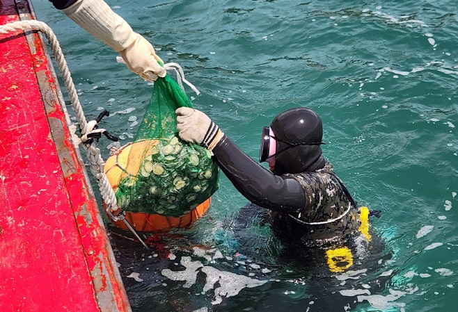 돌돔·전복 등 고부가가치 어패류 종자 방류