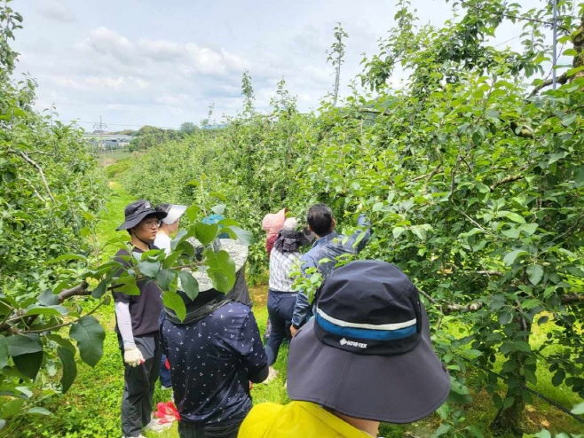 예산군 축산과, 과수농가 돕기 위한 농촌 일손돕기 실시