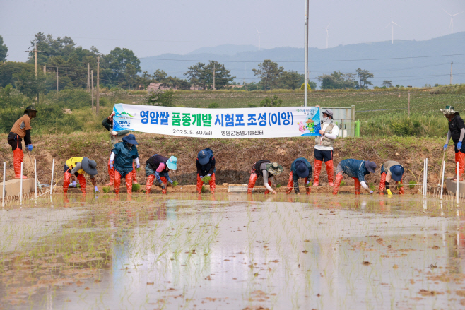 영암쌀 품종 개발 시험포 조성 모내기