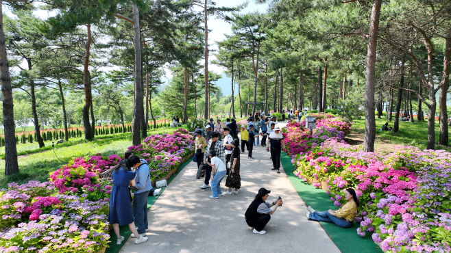 (가)가평 ‘자라섬 꽃 페스타’… 16일 만에 10만명 돌파3