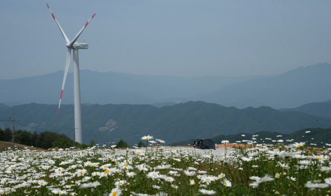 감악산 구절초 핀 모습