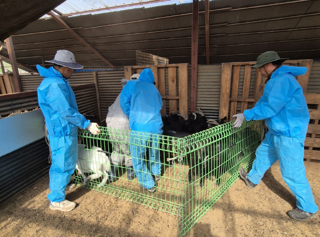 예산군, 6월 중 사육 염소 전 개체 대상 구제역 백신 추가 접종
