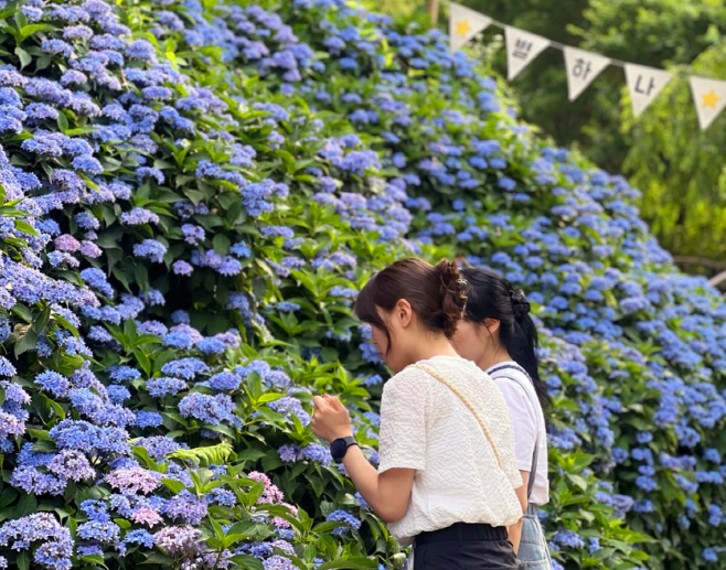 진주월아산숲속의진주(수국)