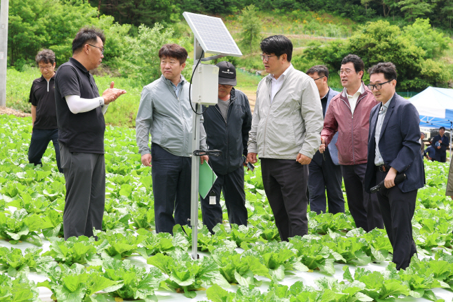 여름배추 생육상황 점검2