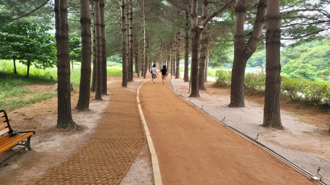 예산군, 스트로브잣나무 숲 속 힐링 황톳길 완공
