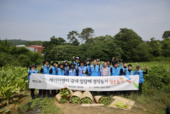 (KT&G 사진자료) 잎담배 수확 봉사활동 사진