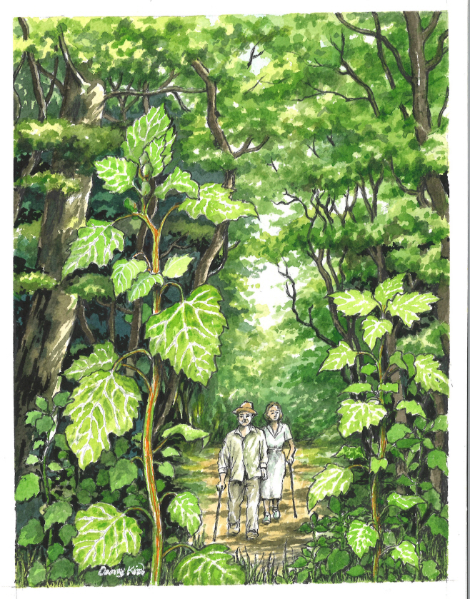 (43) 명아주 그림