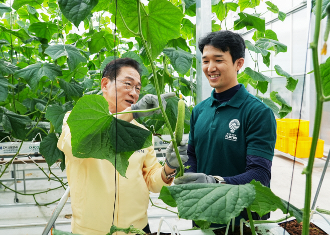 2 [사진] 영천시, ‘지역특화 임대형 스마트팜’ 오이 첫 수확