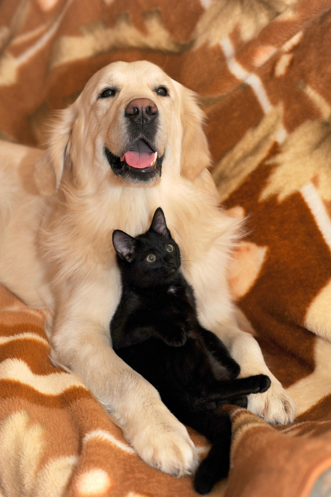 dog-and-cat-2908810_1920