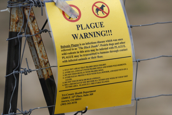 Arizona Pneumonic Plague Death <YONHAP NO-2054> (AP)