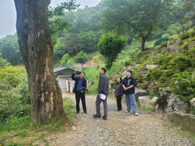 뽕나무