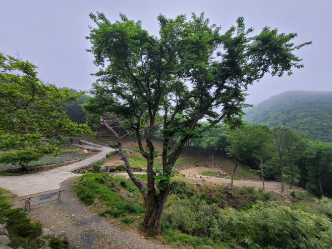 보호수(양산시산뽕나무)(2) (1)