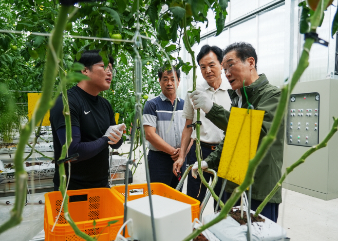 1 [사진] 영천시, ‘지역특화 임대형 스마트팜’ 토마토 첫 수확 (1)