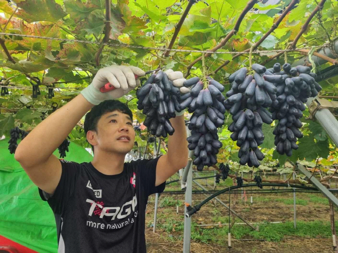 예산군, 블랙사파이어 포도 첫 출하