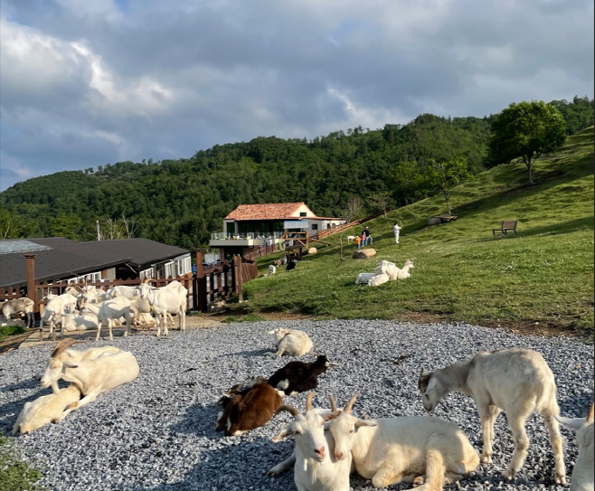태백 코스 사진(2)_태백 몽토랑 산양목장(몽토랑산양목장)