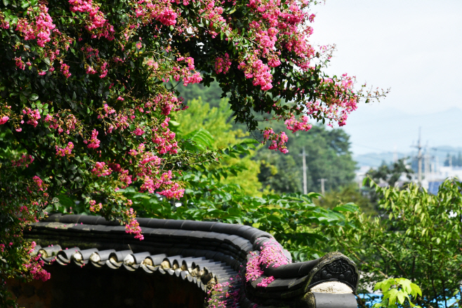 백일홍 만개한 죽림서원 (3)