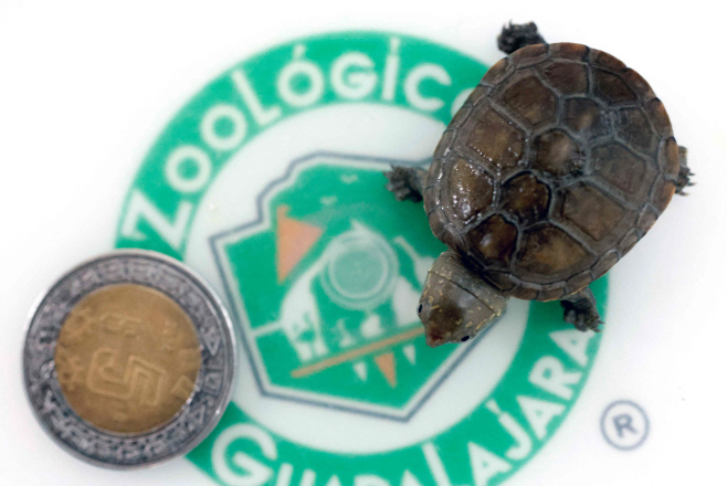 MEXICO-ANIMAL-CONSERVATION-TURTLE <YONHAP NO-1627> (AFP)