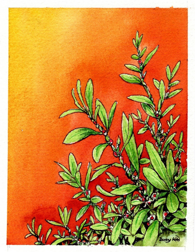 (50) 마디풀 그림