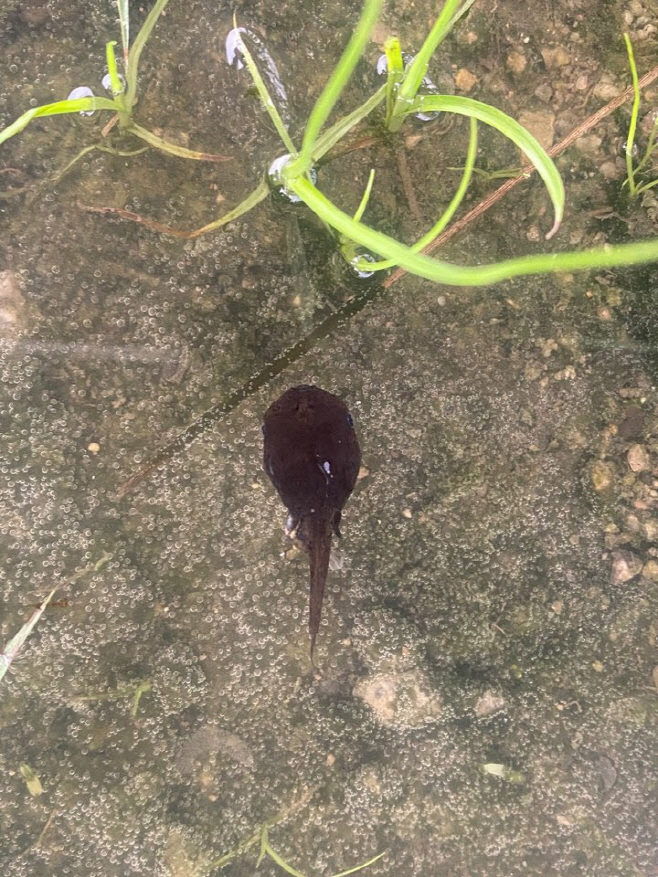 3_익산 왕궁에 멸종위기 맹꽁이 돌아왔다 (2)