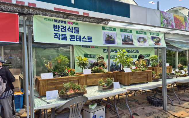 ★★3번 사진자료_25년 불로화훼 가을꽃 축제(2025.9.17 (2)