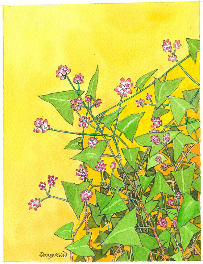 (53) 며느리밑씻개 그림