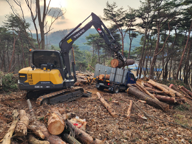 예산군, 소나무재선충병 확산 차단 ‘총력’