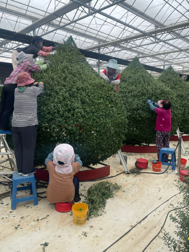 예산군농업기술센터, 예산장터 삼국축제 국화 재배·전시 막바지 준비 한창