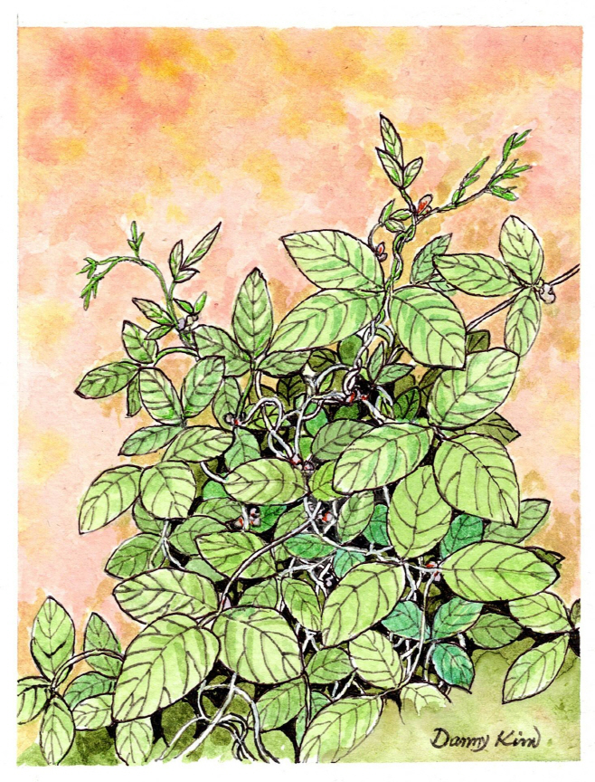 (55-1) 돌콩 그림