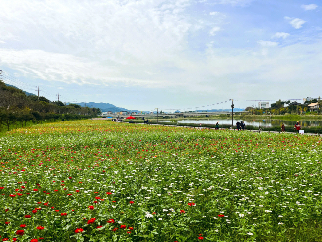 백일홍