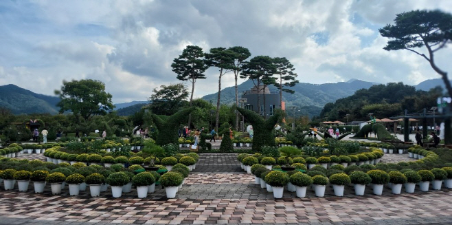 거창창포원 작년 국화사진
